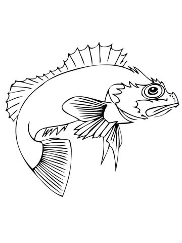 Ocean Perch Coloring Page